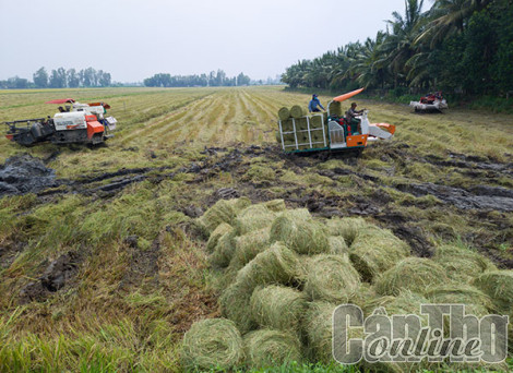 Rơm và hành trình mang lại giá trị cao