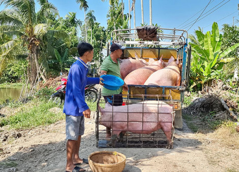 Giá heo hơi giảm, người chăn nuôi gặp khó!