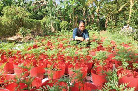 Trồng hoa màu phục vụ Tết