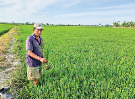 Chăm sóc, bảo vệ tốt lúa đông xuân