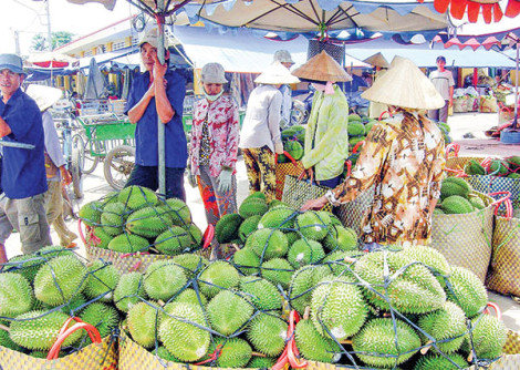 Xuất khẩu sầu riêng tăng tốc kỷ lục, song tiềm ẩn nguy cơ !