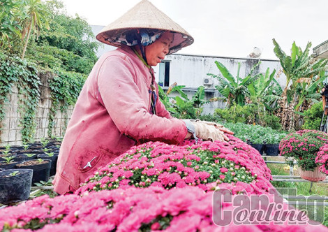 Hoa Tết mới, lạ ở Cần Thơ