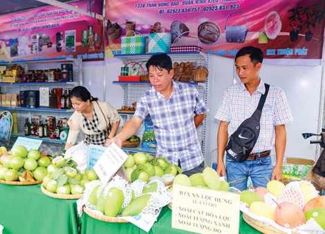 Thành lập mới 21 hợp tác xã
