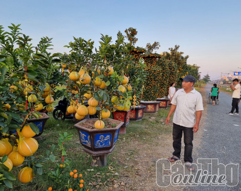 Kiểng trái có giá bán cao