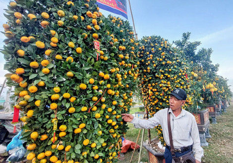 Mang sắc Xuân vào Cần Thơ