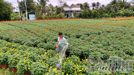 Chợ Lách vào mùa hoa Tết