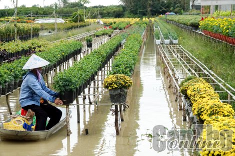 Niềm vui không trọn vẹn của nông dân “thủ phủ” cúc mâm xôi