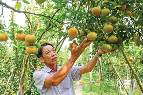 Bảo tồn và phát huy giá trị cây quýt hồng