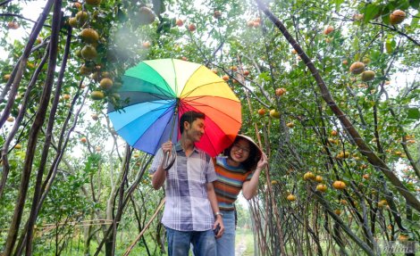 Du Xuân giữa bạt ngàn quýt hồng Lai Vung