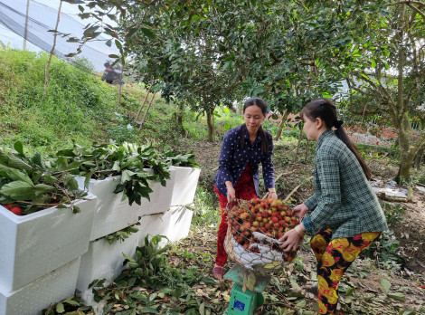 Trái cây tăng giá, nhà vườn phấn khởi!