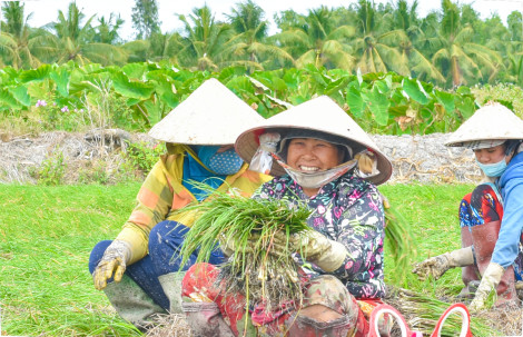 Nhộn nhịp mùa kiệu Tết