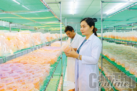 Nông nghiệp Cần Thơ hướng đến mục tiêu đạt mức tăng trưởng cao