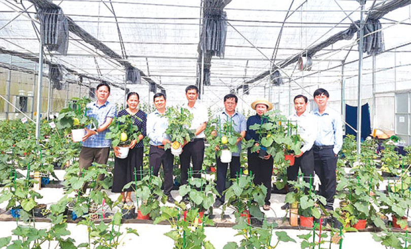 Ðột phá trong kỹ thuật ghép và tạo hình dưa Tết