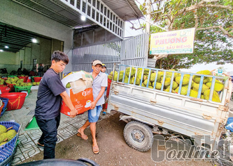 Sầu riêng nghịch vụ bán giá cao kỷ lục