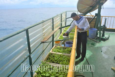 Mảng xanh giữa biển khơi
