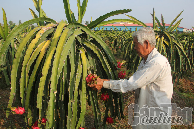 Nắm bắt xu thế, tận dụng cơ hội phát triển kinh tế nông thôn