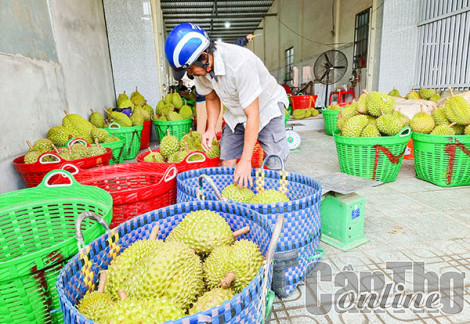 Kết nối cung cầu, thúc đẩy xuất khẩu nông sản sang thị trường Trung Quốc