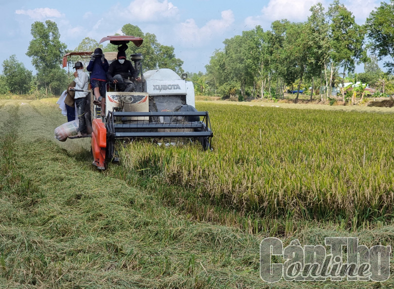 Lúa đông xuân sớm trúng mùa, giá cao