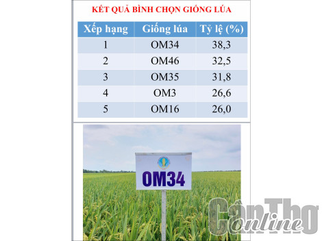 Nghiên cứu, chọn tạo các giống lúa chất lượng cao đáp ứng yêu cầu xuất khẩu