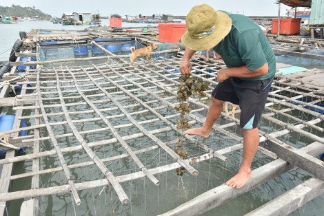 Cá, hàu chết hàng loạt, người nuôi mất trắng