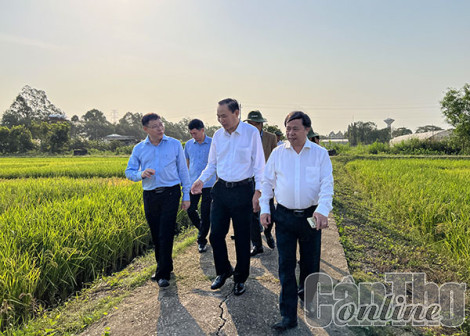 Bám sát yêu cầu thị trường để định hướng nghiên cứu, chọn tạo giống lúa phù hợp