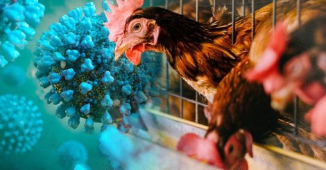 WHO đánh giá nguy cơ lây lan virus cúm gia cầm H5N1 tại Campuchia