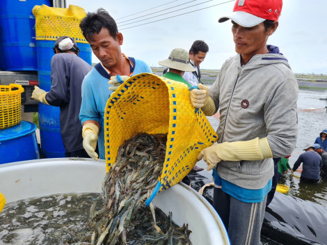 Ðảm bảo chất lượng tôm nước lợ, giữ vững kim ngạch xuất khẩu trên 4,3 tỉ USD trong năm 2023