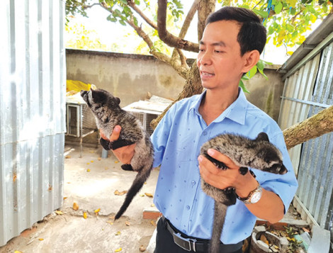 Nuôi chồn hương sinh sản thu nhập cao