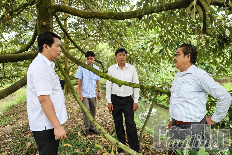 Trợ lực vùng trồng sầu riêng