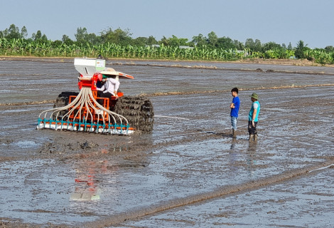 Cần Thơ xuống giống hơn 32.120ha lúa hè thu 2023