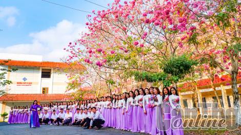 Tháng 3, kèn hồng nở hoa