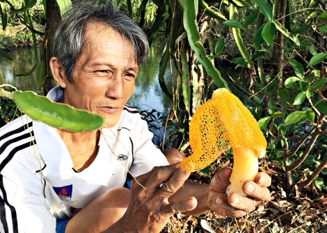Trồng nấm nữ hoàng ở vùng ngập mặn