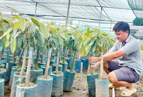 Giá mít và sầu riêng giống tăng cao