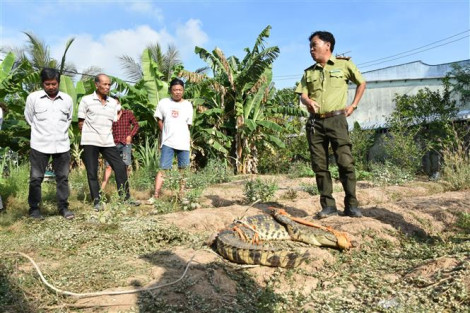 Bắt được cá sấu nặng khoảng 20kg trước sân nhà