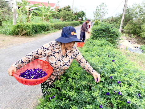 Con đường hoa đậu biếc