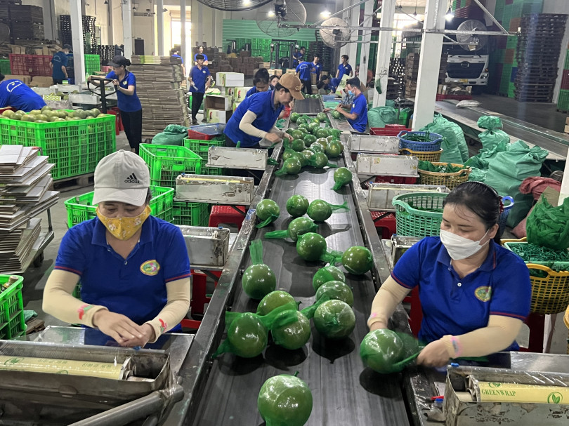 Làm gì để khỏi cảnh "trồng, chặt" theo phong trào
