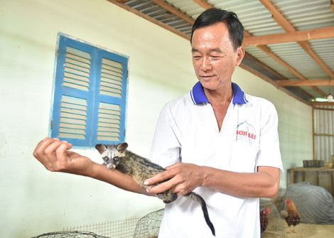 Nuôi chồn hương