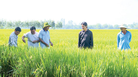 Nông dân Giồng Riềng bội thu