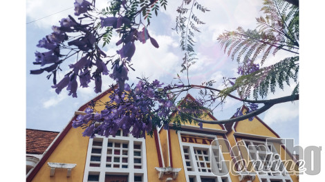 Phượng  tím