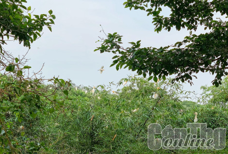 Vẻ đẹp thiên nhiên ở vườn cò Bằng Lăng