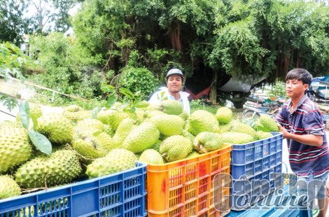 Mãng cầu xiêm bán được giá