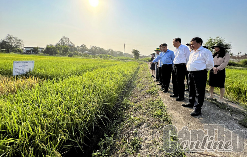 Thay đổi tư duy tiếp cận, tái cấu trúc ngành hàng lúa gạo ĐBSCL