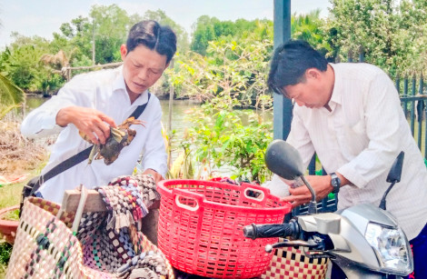 Người nuôi cua biển Kiên Giang phấn khởi vì giá tăng cao