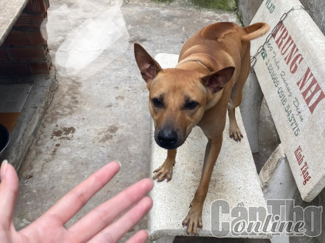 Phòng chó phát dại cắn mùa nắng nóng