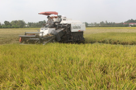 Rà soát quy định thành lập Trung tâm liên kết, sản xuất, chế biến và tiêu thụ sản phẩm nông nghiệp vùng ĐBSCL tại TP Cần Thơ
