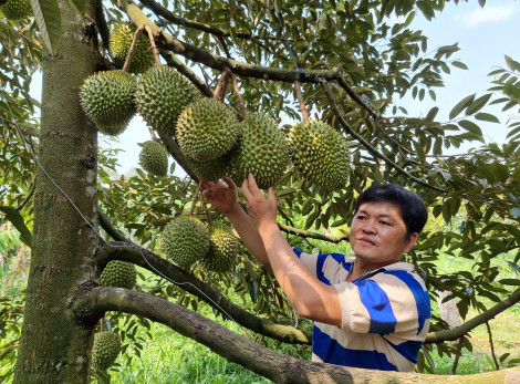 Mời doanh nghiệp tham gia liên kết sản xuất, tiêu thụ trái cây cho nông dân
