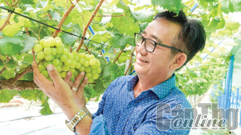 Vườn nho mẫu đơn ở Cần Thơ