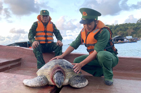 Kiên Giang: Thả cá thể rùa biển 80kg về biển