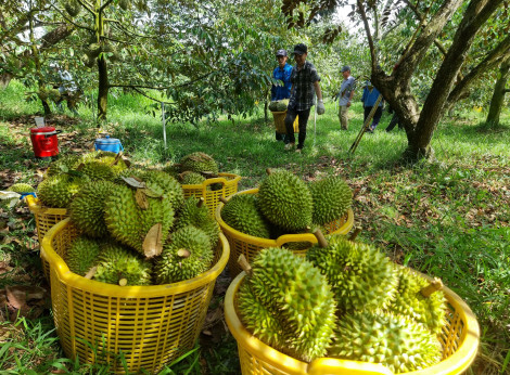 Nông dân trồng sầu riêng có vụ mùa thắng lợi!
