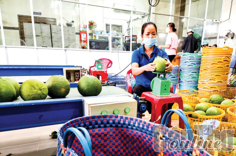 Thúc đẩy liên kết, phát triển các chuỗi giá trị nông sản